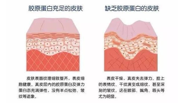 科学家创建人体胚胎皮肤图谱